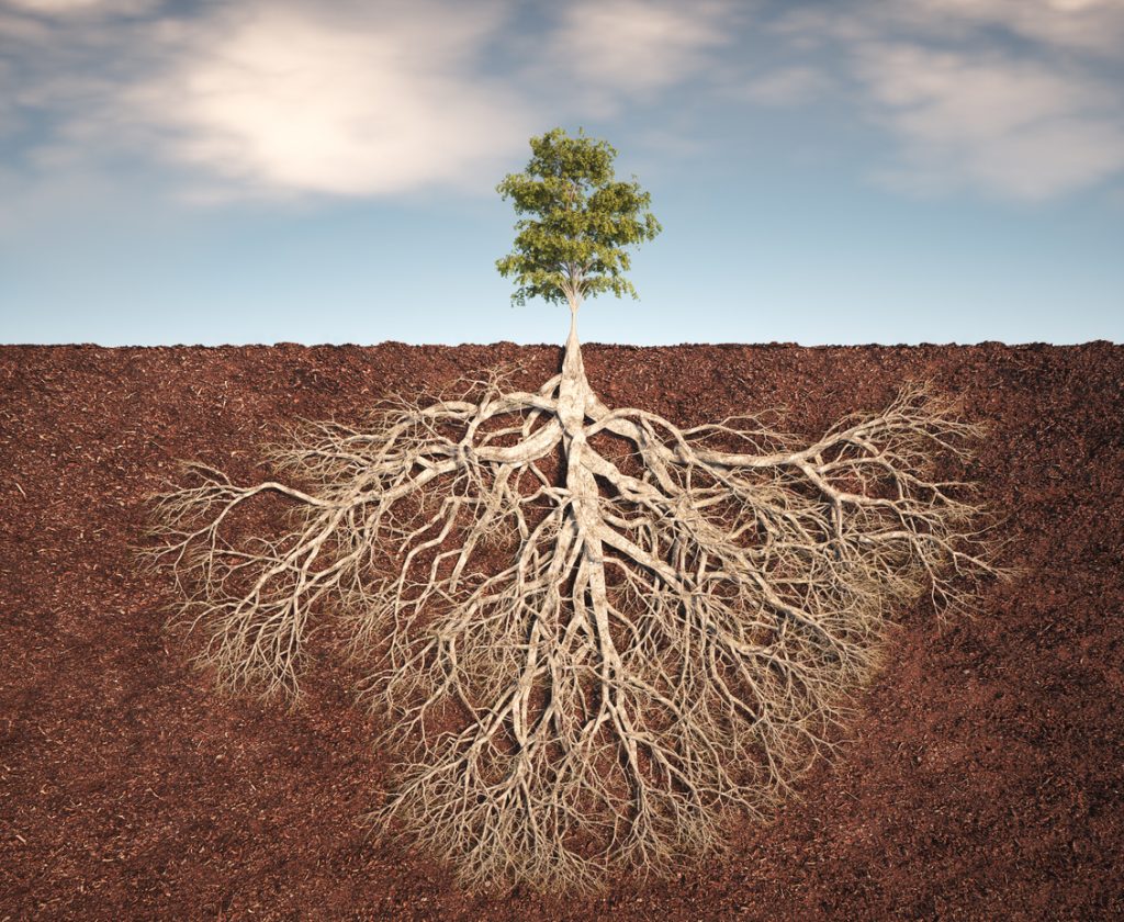 Behavior is just the fruit. Desire is the root.